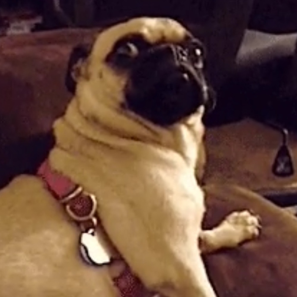 Meet your Posher, Nikki